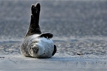 Berck D6 phoques 21-03-05 0135   Photo ACG