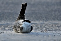 Berck D6 phoques 21-03-05 0136   Photo ACG