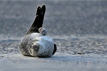 Berck D6 phoques 21-03-05 0138   Photo ACG