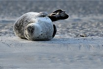 Berck D6 phoques 21-03-05 0139   Photo ACG