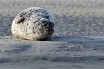 Berck D6 phoques 21-03-05 0147   Photo ACG