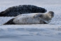 Berck D6 phoques 21-03-05 0152   Photo ACG