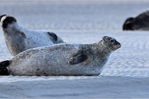 Berck D6 phoques 21-03-05 0155   Photo ACG