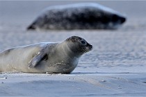 Berck D6 phoques 21-03-05 0163   Photo ACG