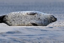 Berck D6 phoques 21-03-05 0165   Photo ACG