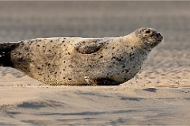 Berck D6 phoques 21-03-05 0166   Photo ACG