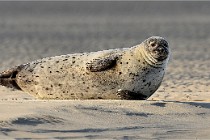 Berck D6 phoques 21-03-05 0170   Photo ACG
