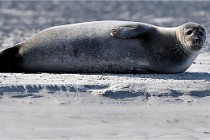Berck D6 phoques 21-03-05 0275   Photo ACG