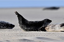 Berck D6 phoques 21-03-05 0292   Photo ACG