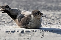 Berck D6 phoques 21-03-05 0320   Photo ACG