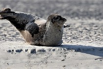 Berck D6 phoques 21-03-05 0321   Photo ACG