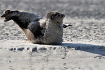 Berck D6 phoques 21-03-05 0322   Photo ACG