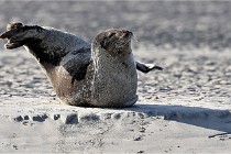 Berck D6 phoques 21-03-05 0323   Photo ACG
