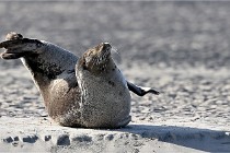 Berck D6 phoques 21-03-05 0324   Photo ACG