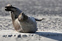 Berck D6 phoques 21-03-05 0325   Photo ACG