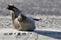 Berck D6 phoques 21-03-05 0326   Photo ACG