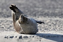 Berck D6 phoques 21-03-05 0327   Photo ACG