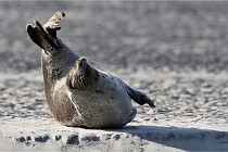 Berck D6 phoques 21-03-05 0329   Photo ACG