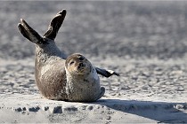 Berck D6 phoques 21-03-05 0330   Photo ACG