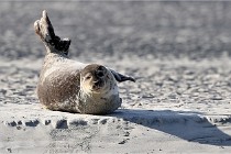 Berck D6 phoques 21-03-05 0331   Photo ACG