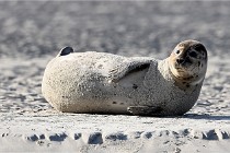 Berck D6 phoques 21-03-05 0358   Photo ACG