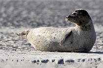 Berck D6 phoques 21-03-05 0361   Photo ACG