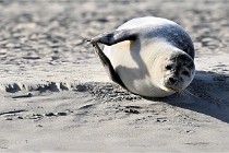 Berck D6 phoques 21-03-05 0388   Photo ACG