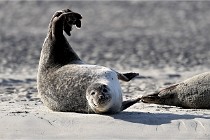 Berck D6 phoques 21-03-05 0410   Photo ACG