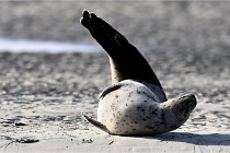 Berck D6 phoques 21-03-05 0475   Photo ACG