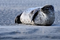 Berck D6 phoques 21-03-05 0557   Photo ACG