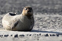 Berck D6 phoques 21-03-05 0580   Photo ACG