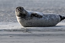 Berck D6 phoques 21-03-05 0600   Photo ACG