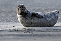 Berck D6 phoques 21-03-05 0601   Photo ACG
