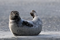 Berck D6 phoques 21-03-05 0602   Photo ACG