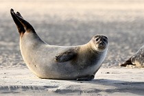 Berck D6 phoques 21-03-05 0608   Photo ACG
