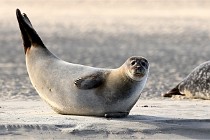 Berck D6 phoques 21-03-05 0609   Photo ACG