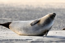 Berck D6 phoques 21-03-05 0613   Photo ACG