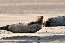 Berck D6 phoques 21-03-05 0621   Photo ACG