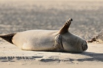 Berck D6 phoques 21-03-05 0642   Photo ACG