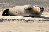 Berck D6 phoques 21-03-05 0704   Photo ACG