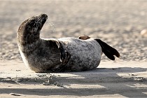 Berck D6 phoques 21-03-05 0709   Photo ACG