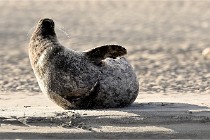 Berck D6 phoques 21-03-05 0712   Photo ACG