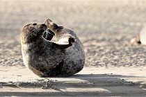 Berck D6 phoques 21-03-05 0720   Photo ACG