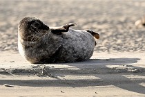 Berck D6 phoques 21-03-05 0722   Photo ACG