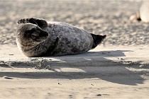 Berck D6 phoques 21-03-05 0737   Photo ACG