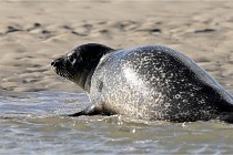 Berck D6 phoques 21-03-05 0810   Photo ACG