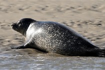 Berck D6 phoques 21-03-05 0815   Photo ACG