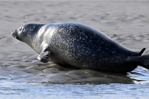 Berck D6 phoques 21-03-05 0823   Photo ACG