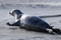 Berck D6 phoques 21-03-05 0854   Photo ACG