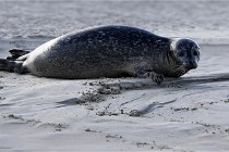 Berck D6 phoques 21-03-05 0867   Photo ACG